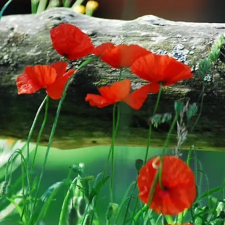 Gypsy Nature B&B 3* Jumelles (Maine-et-Loire)